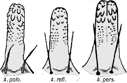 Bild-Argas Hypostome